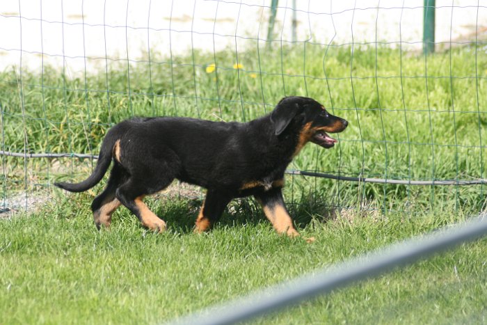 Quenza 09 04 2017 (54)